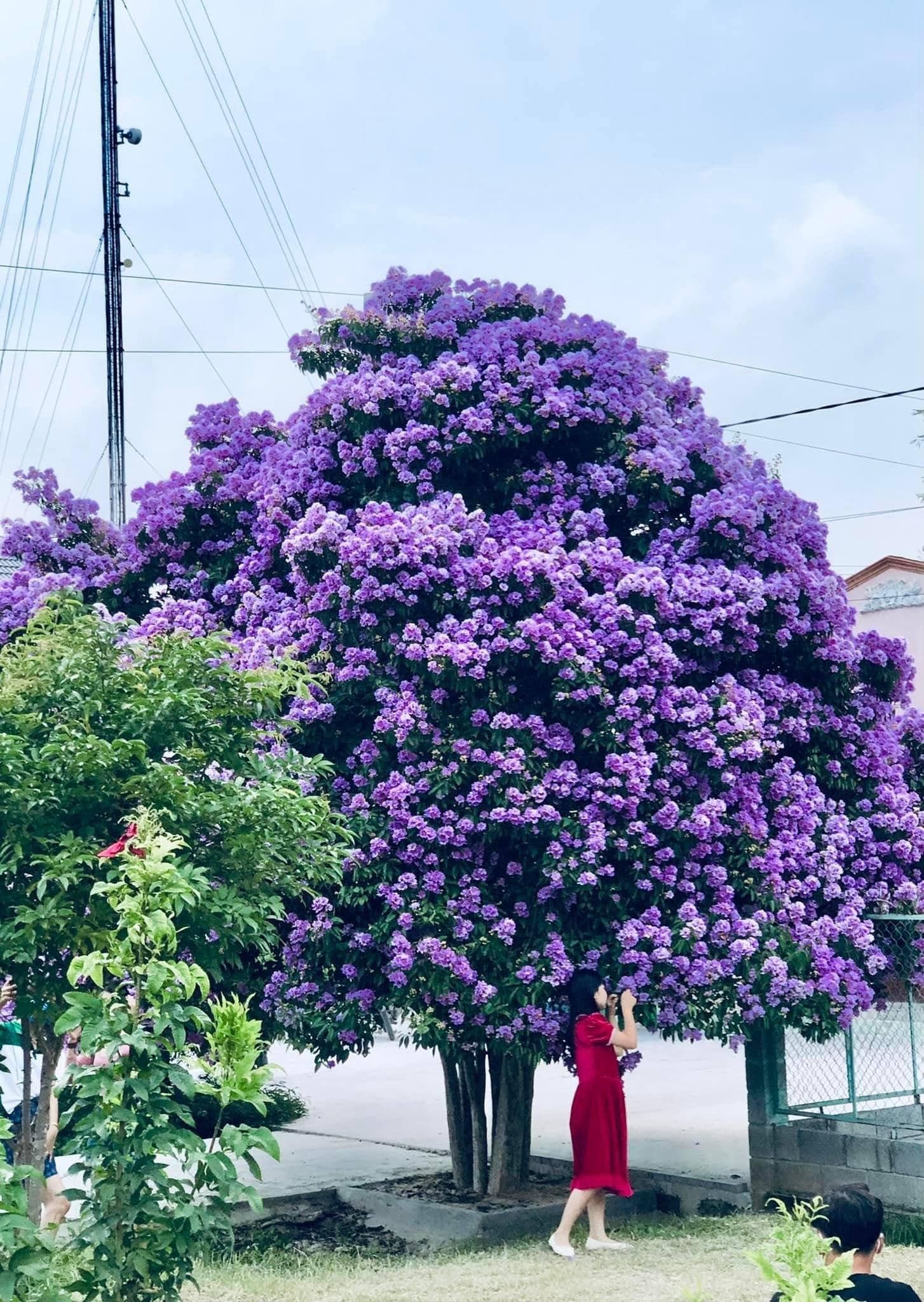 cay bang lang “co 1 khong 2” o binh thuan da no ro, ai di ngang cung phai ghe vao checkin cho bang duoc - anh 7